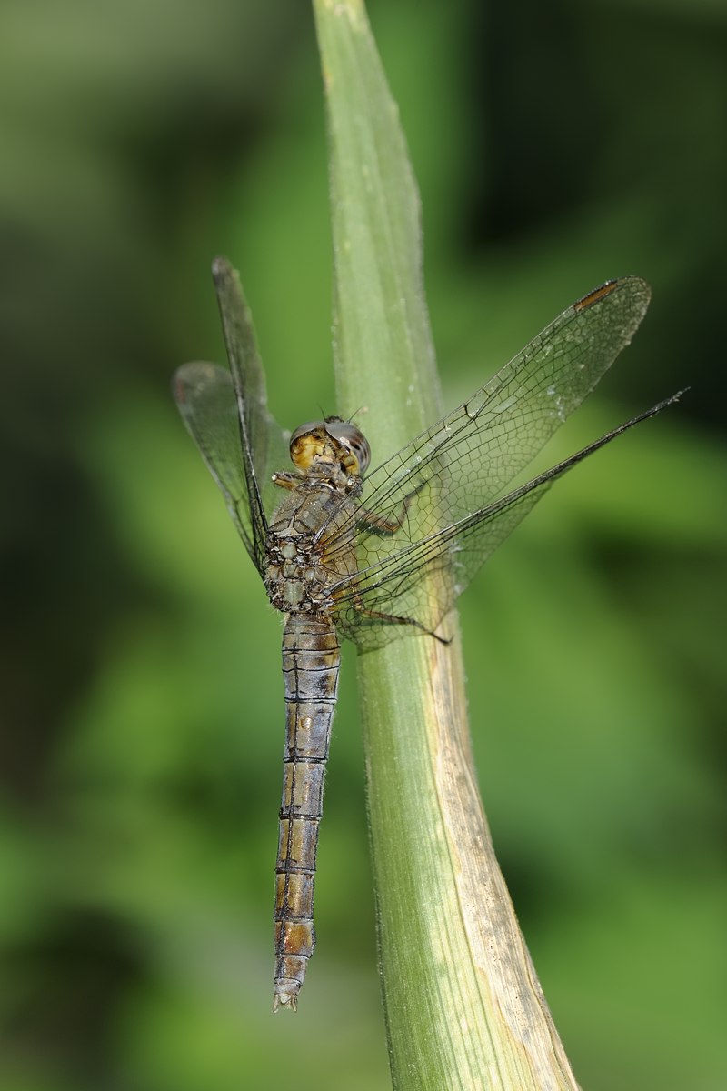 Orthetrum brunneum femmina